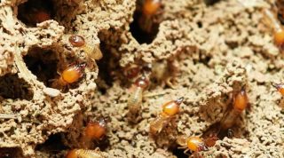 cara membasmi rayap di lemari kayu